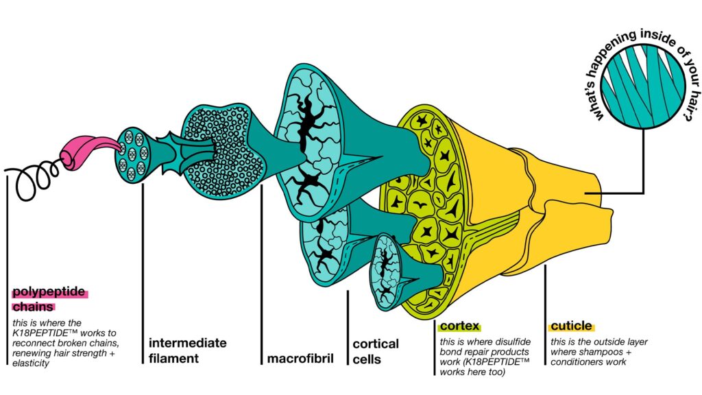 where molecular repair works